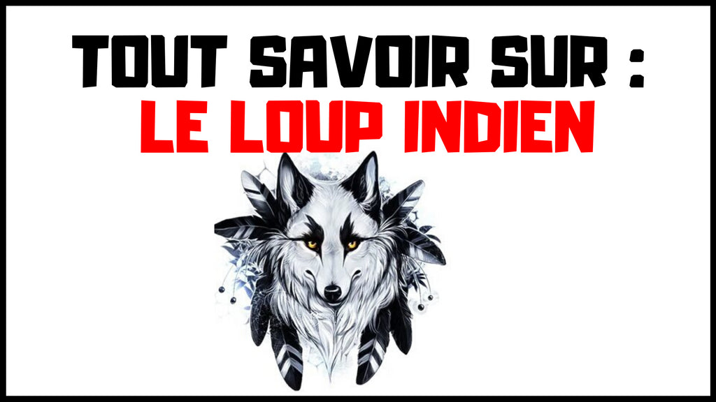 Loup Indien
