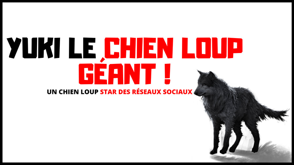 Le Chien Loup Géant