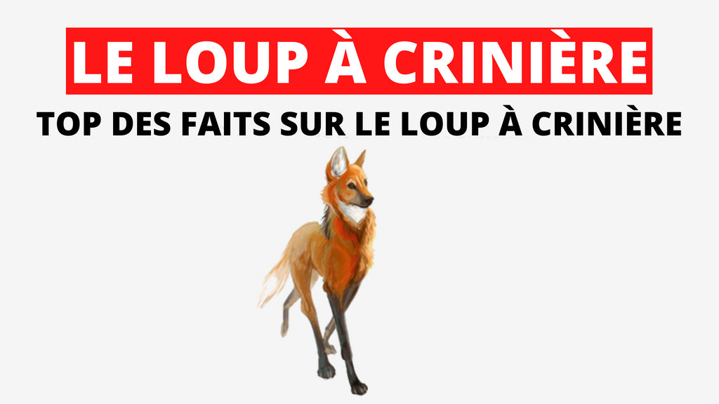 Loup à Crinière