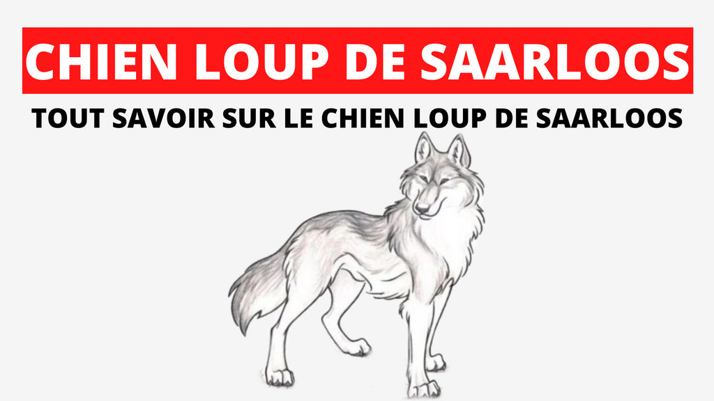 CHIEN LOUP DE SAARLOOS