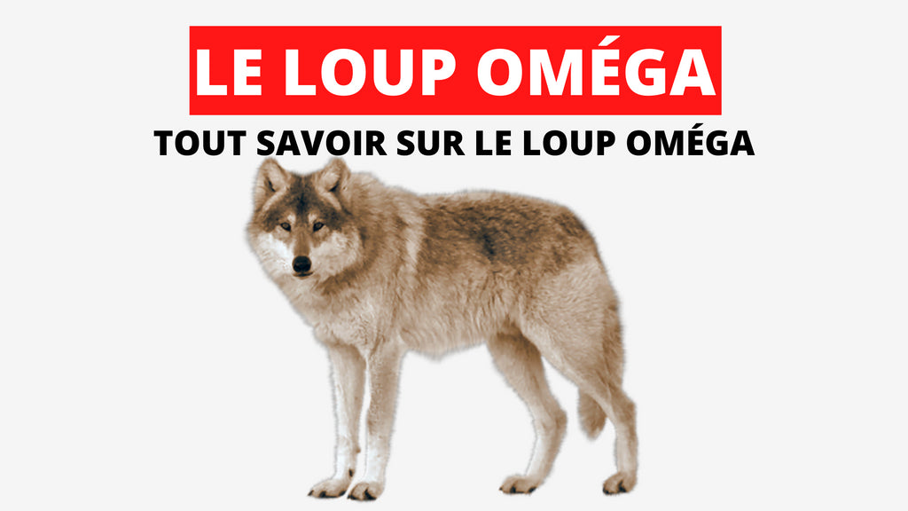 Loup Oméga