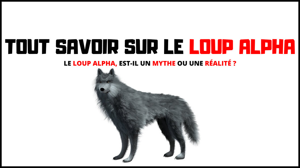 Loup Alpha