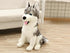 Peluche Loup Husky